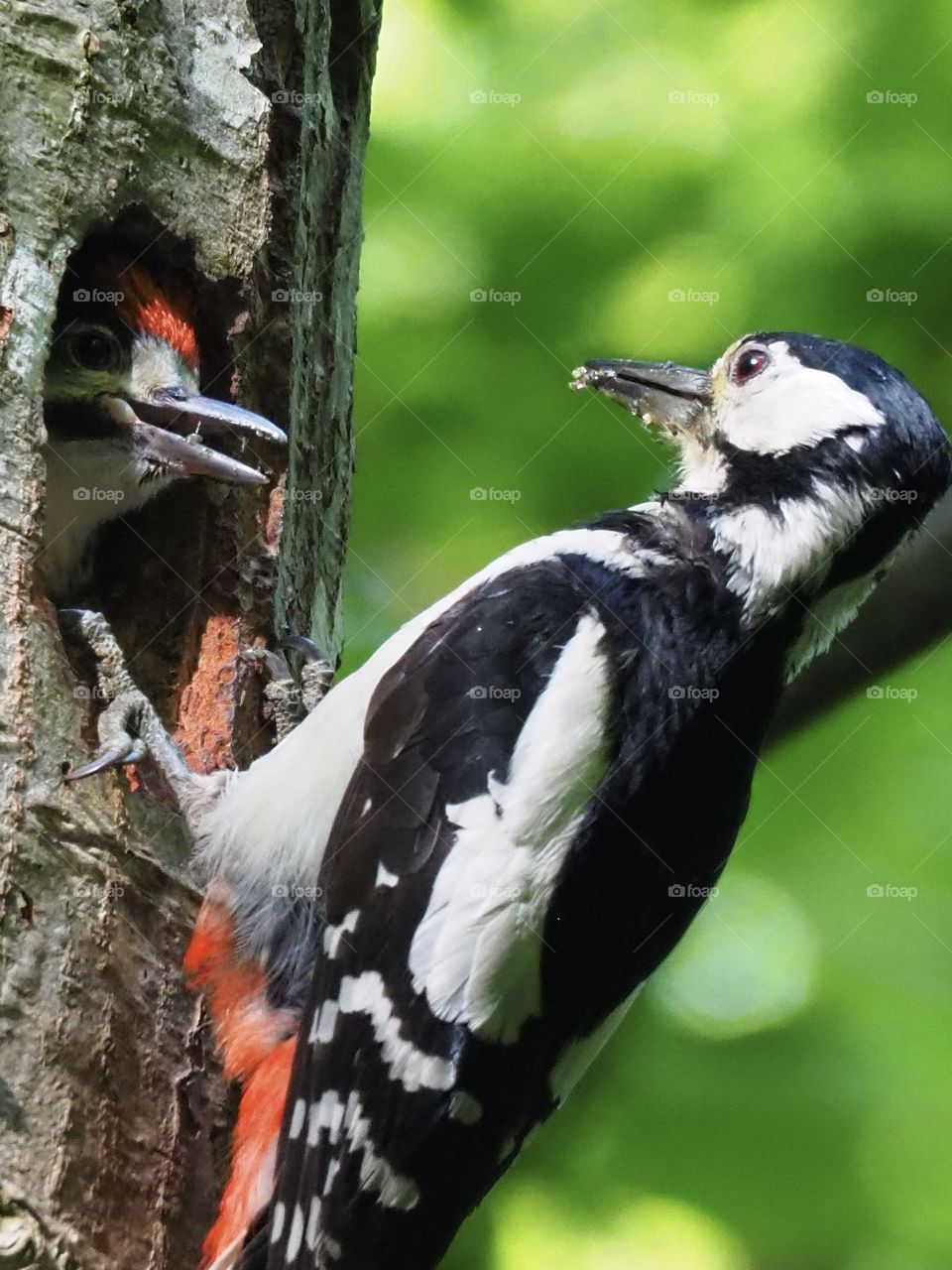 Woodpeckers