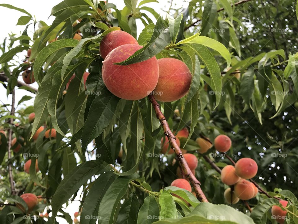 Peaches