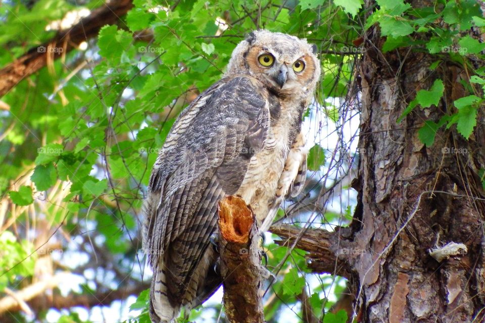 Great Horned Owl
