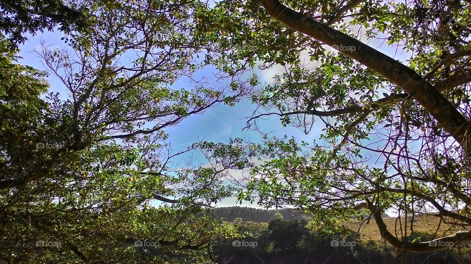 Low angle view of branches