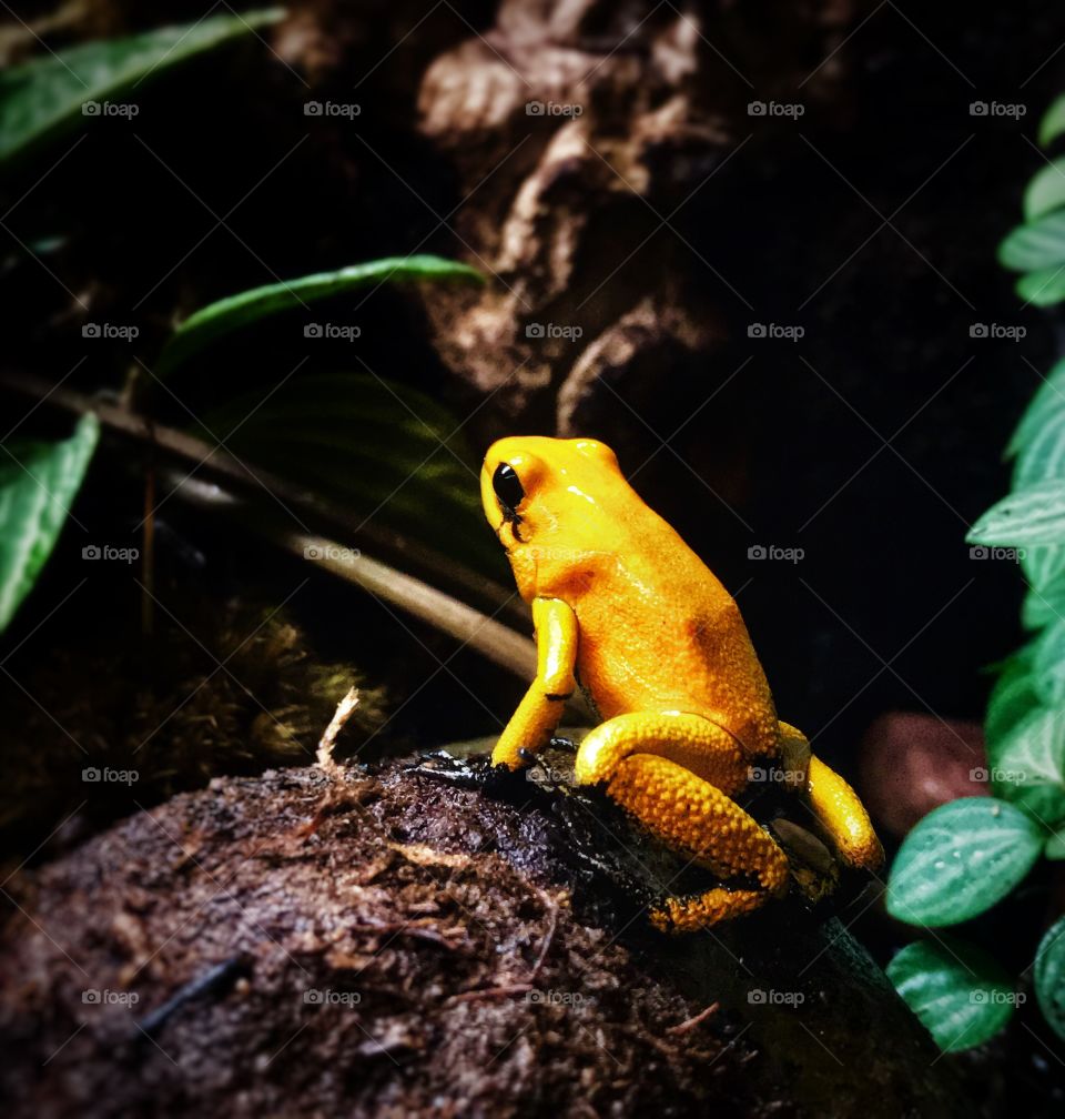 Golden poison dart frog—taken in Grand Rapids, Michigan 
