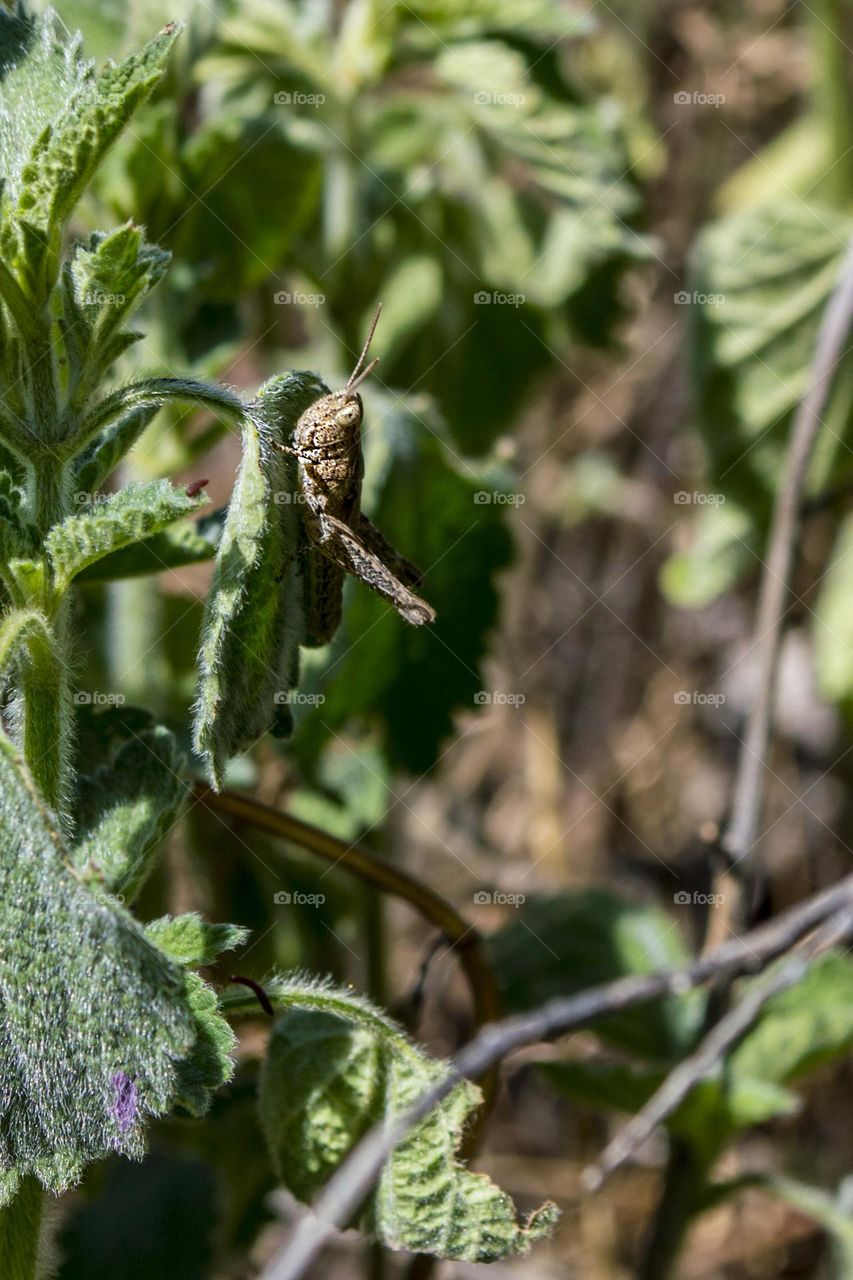 Gray grasshopper on a leaf