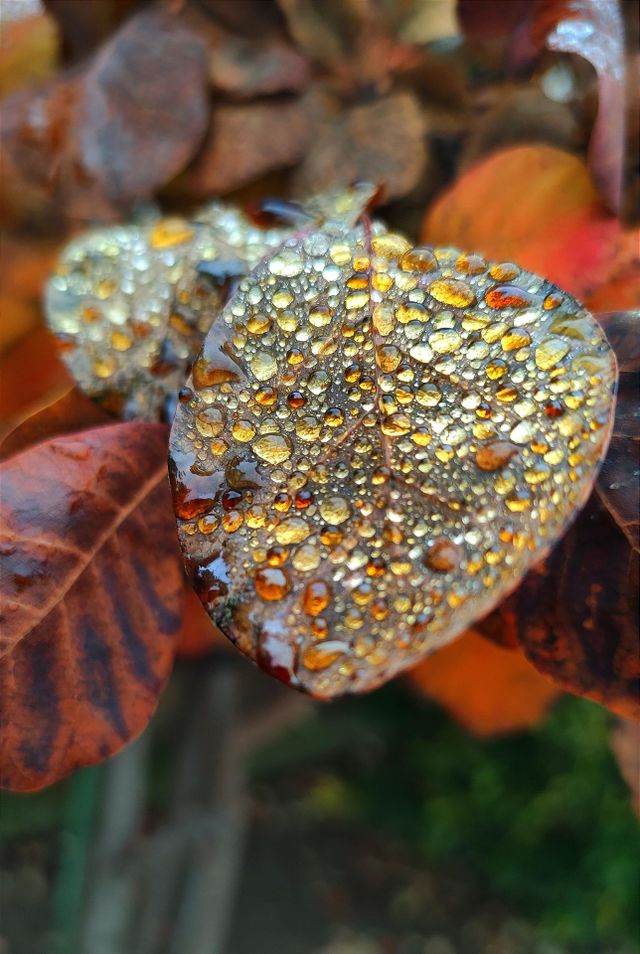 Golden drops on the leaf