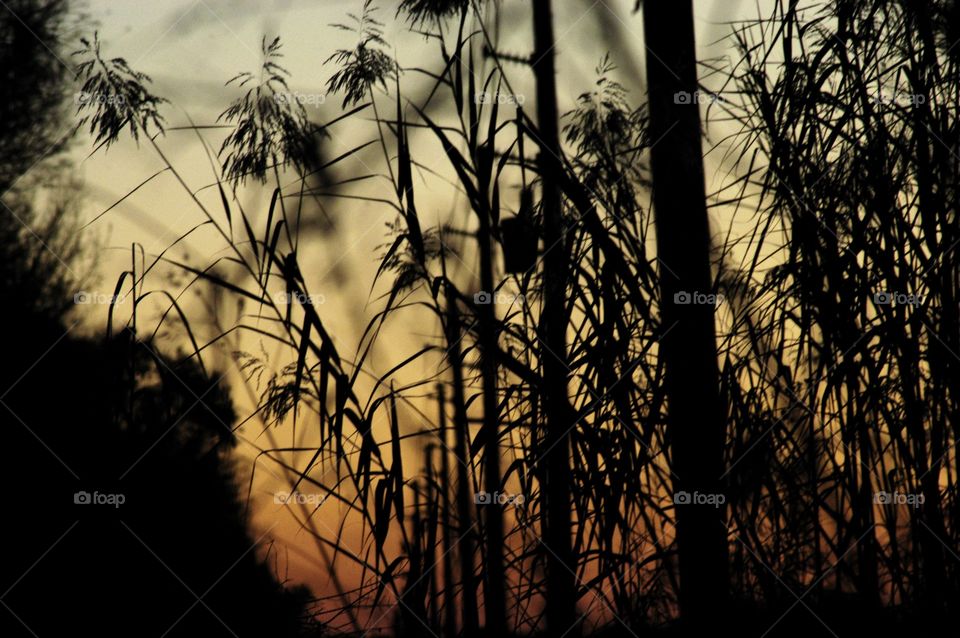 Sunset behind reeds and utility pole