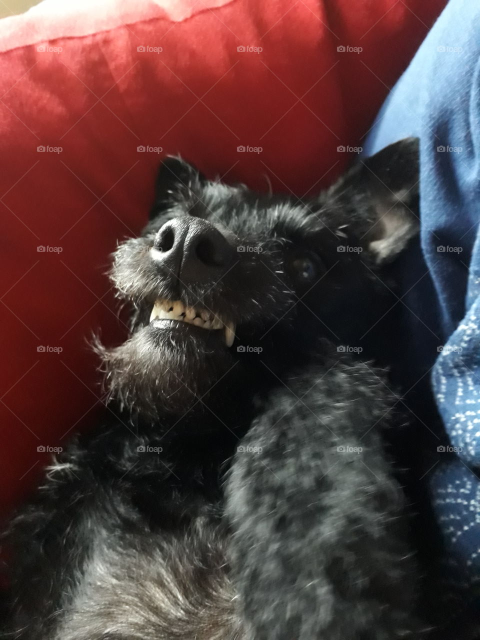 my dog's smile