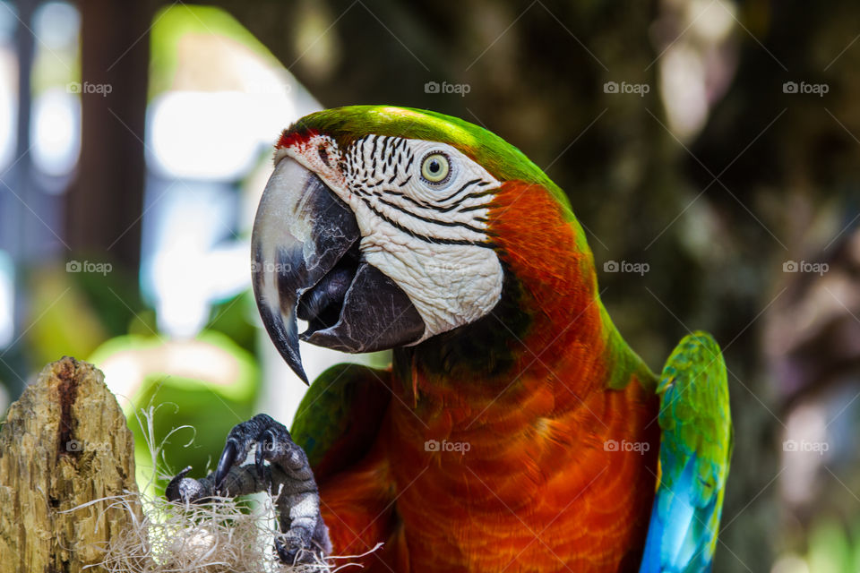 parrot