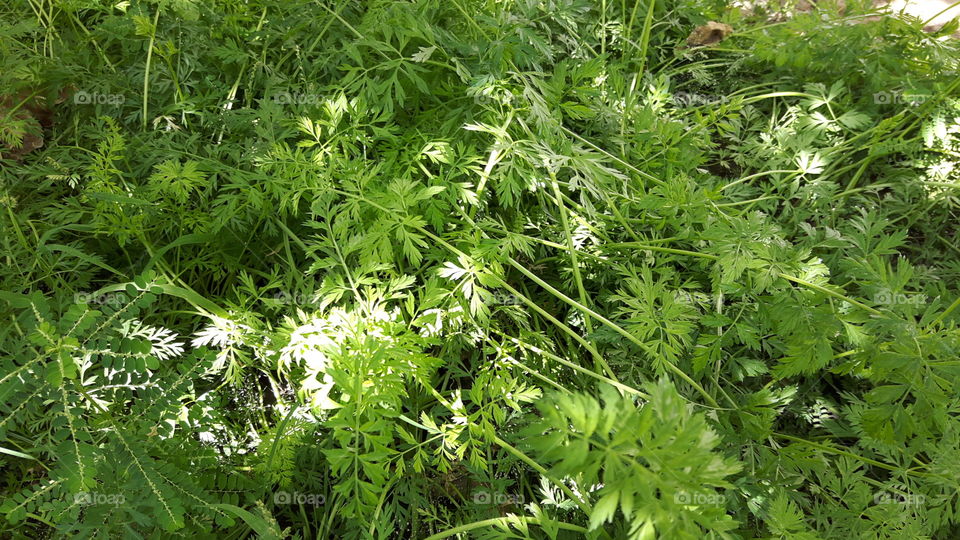 Dill leaves