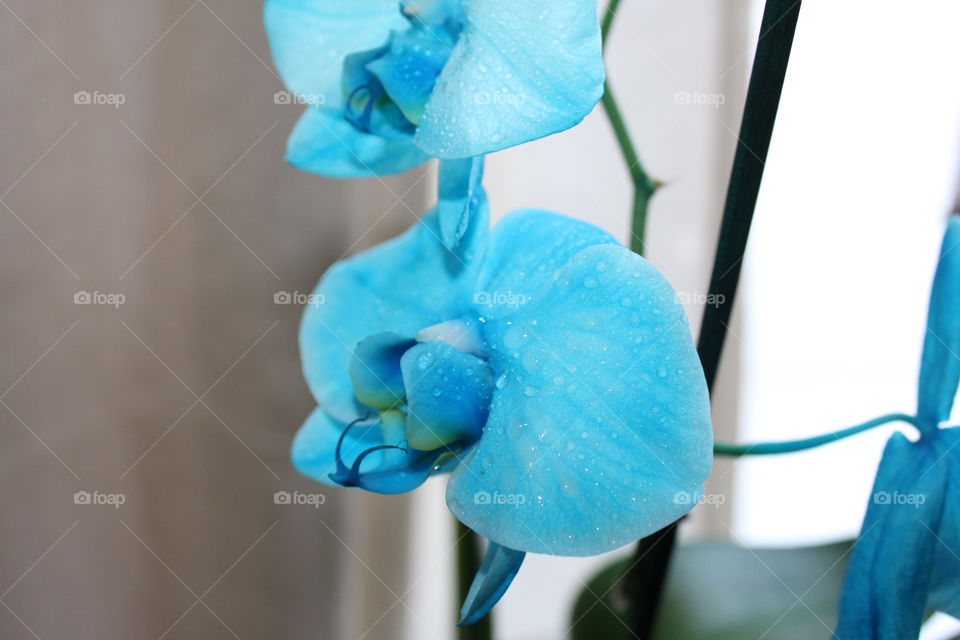 wet Blue Orchids