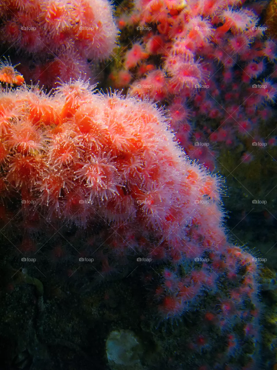 Sea life
