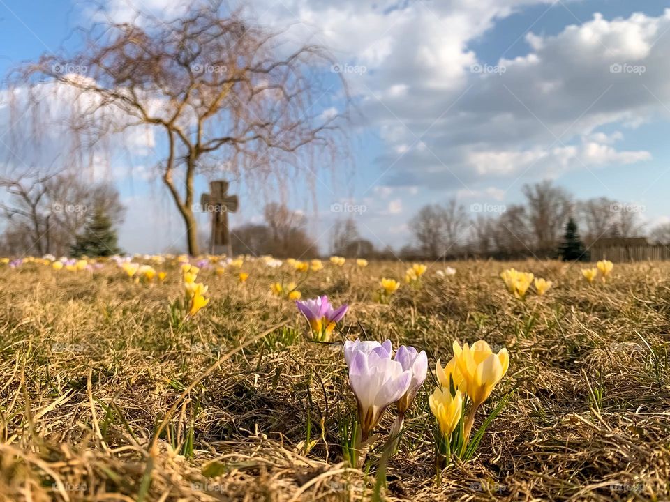First flowers, spring nature, landscape
