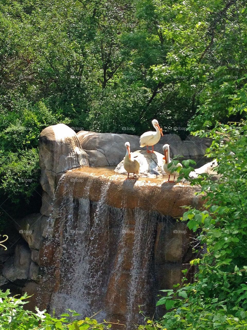 Pelicans on the falls