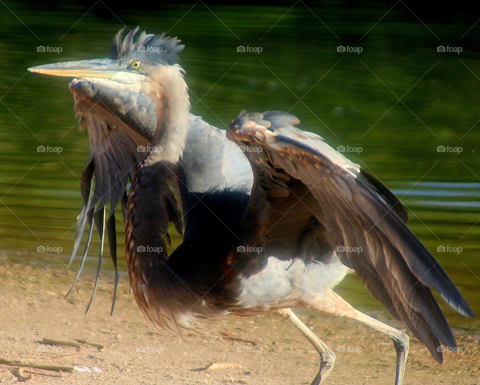 Great Blue Heron Chasing Another Heron