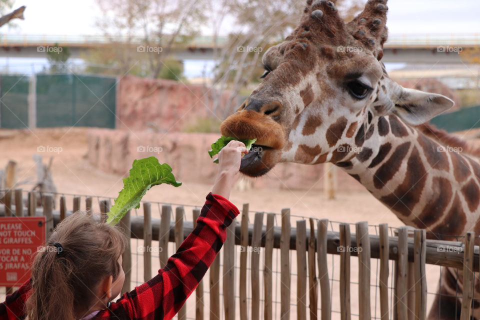 Child feeding giraffe