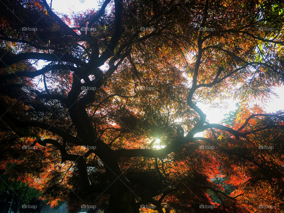 View from underneath the vivid canopy of a Japanese maple tree backlit by the sunshine in the park area of downtown Raleigh North Carolina. 