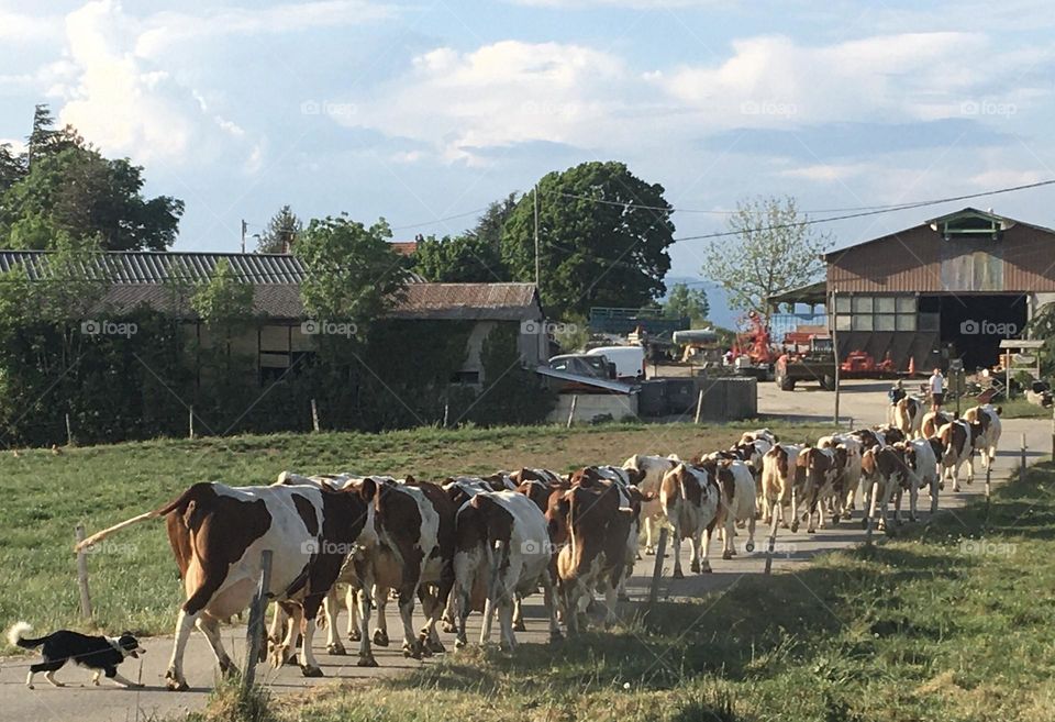 Cows definitely live in countryside 