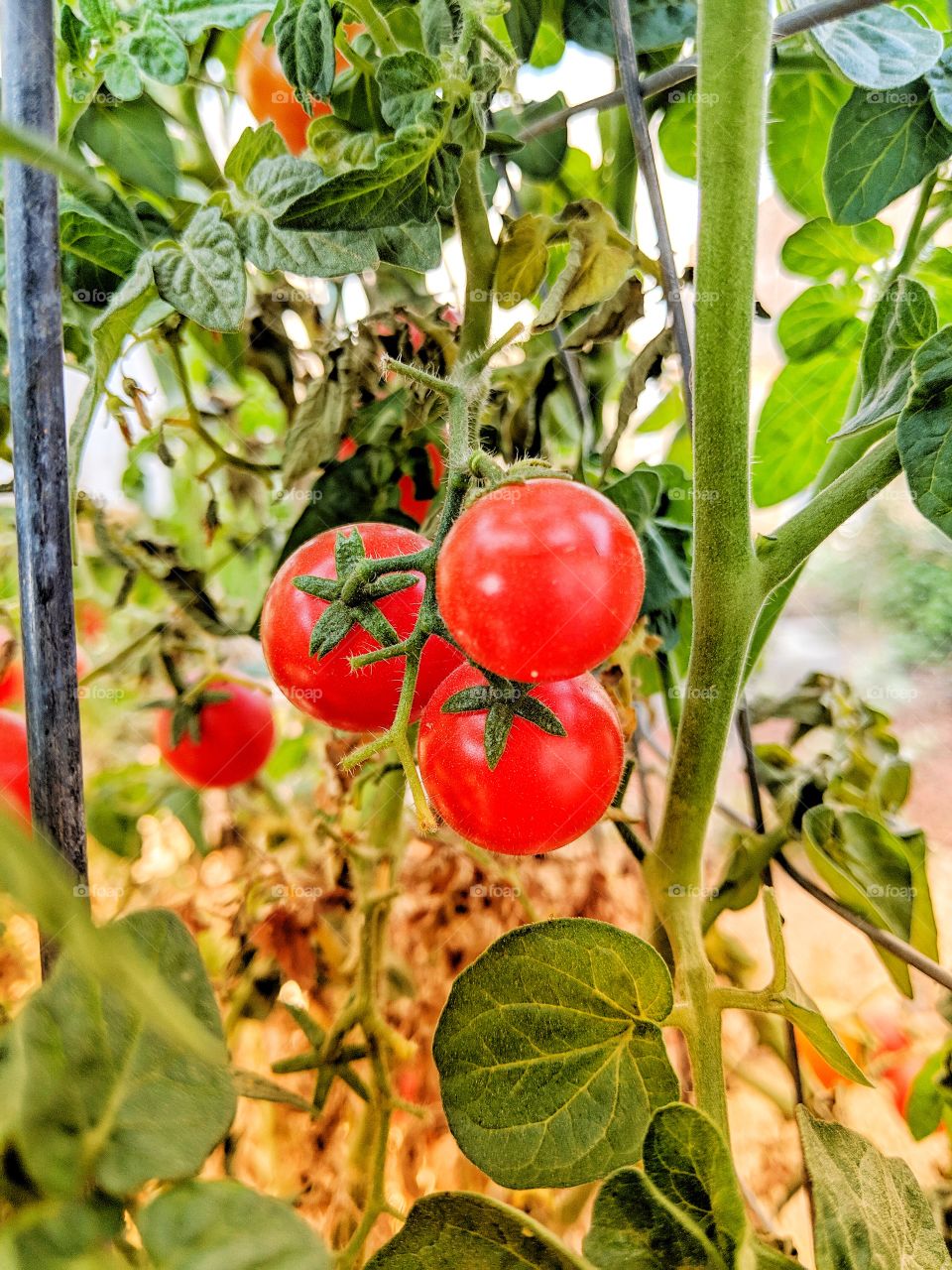 Tomatoes