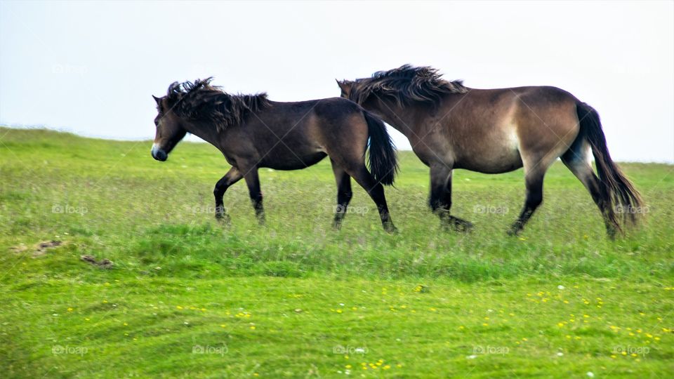 Two horse in grass