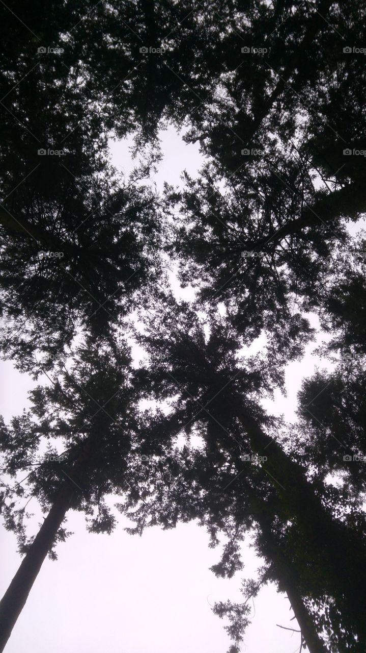 Pine Forset Canopy