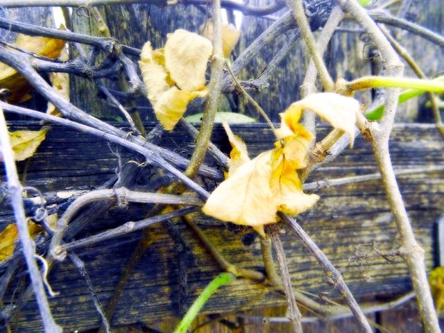 Dead Leaves on Fence