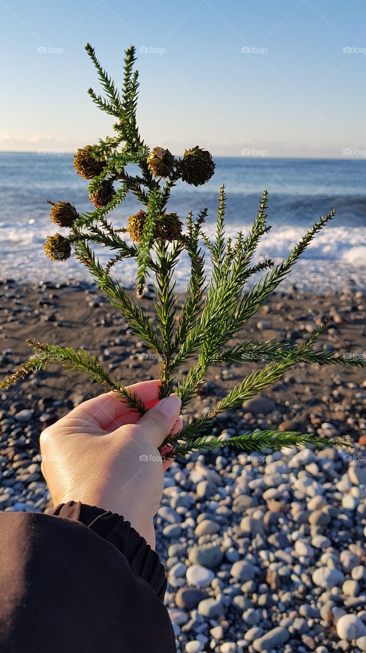 branch in hand against the sea
