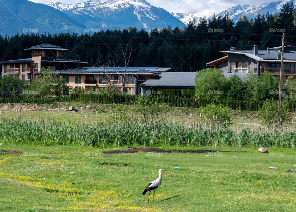 Birds in Motion, Stork