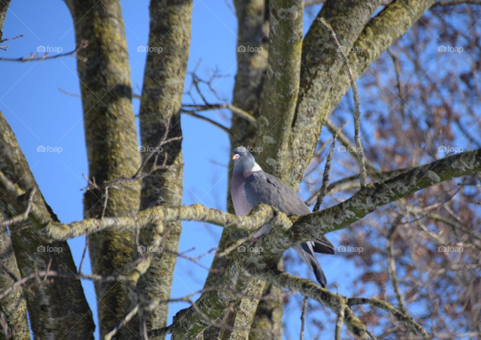 Ringeltaube im Geäst