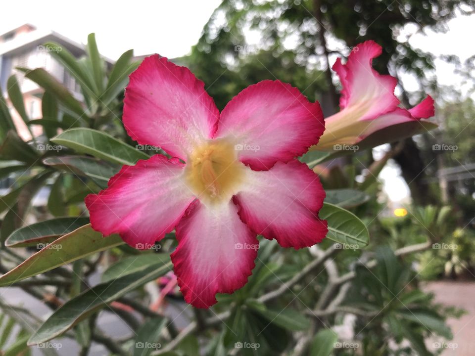 Adenium obesum