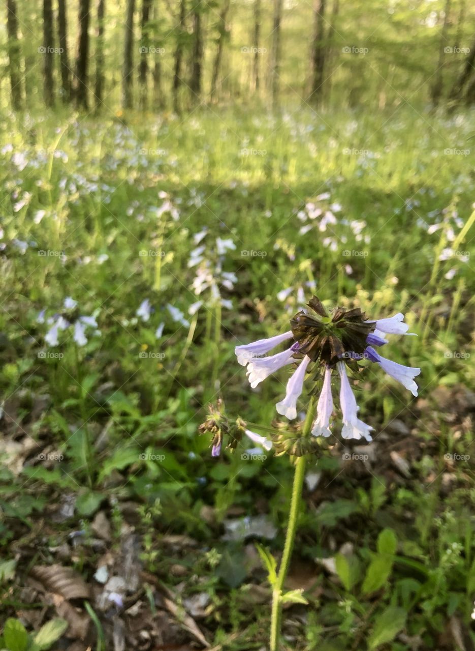 Foreground focus on wildflower in meadow in late afternoon 