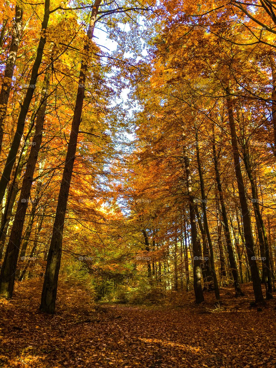 Fall, Wood, Leaf, Tree, Landscape