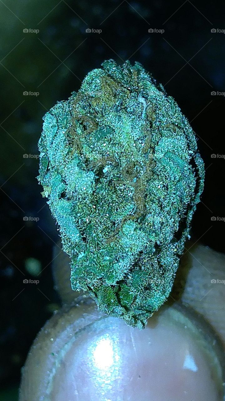 sour diesel weed with a lot of THC close up