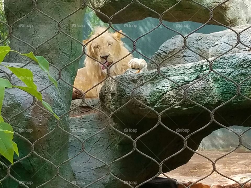 Nature, Animal, Zoo, Wildlife, No Person