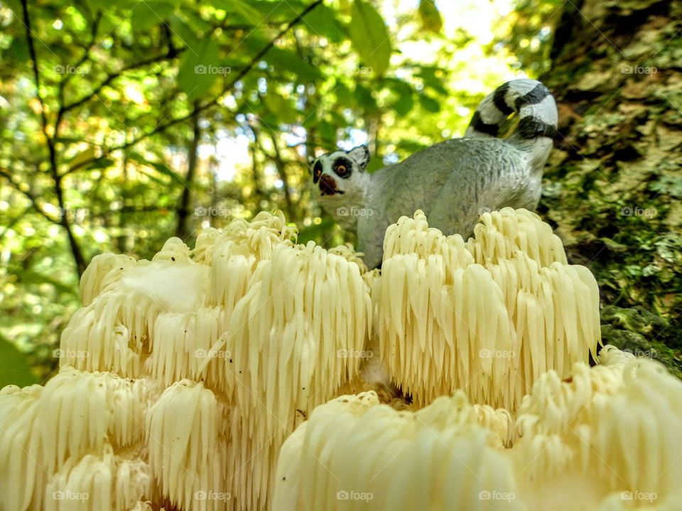 Brambleton Mushroom Lemur