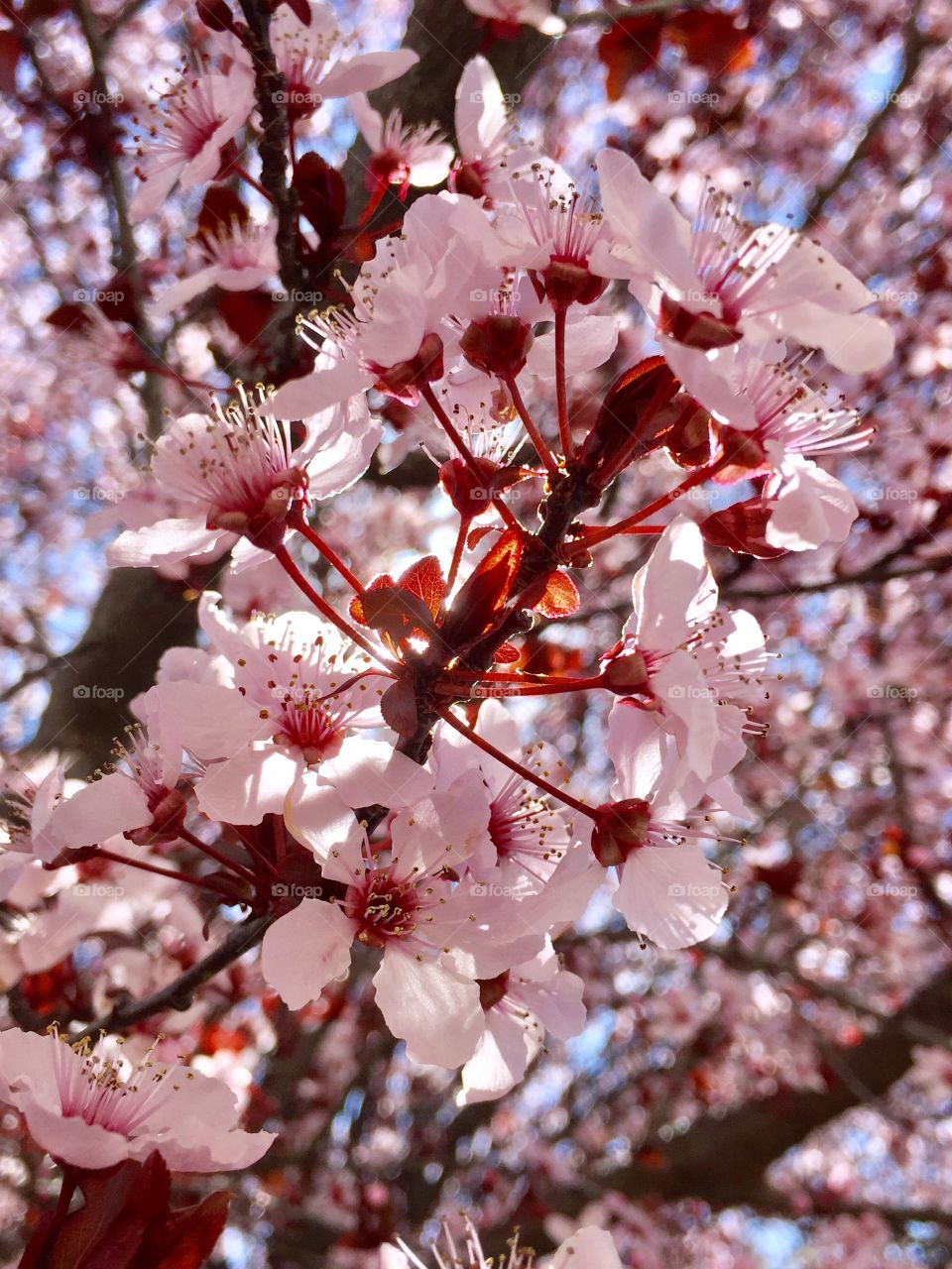 Spring Blooming 