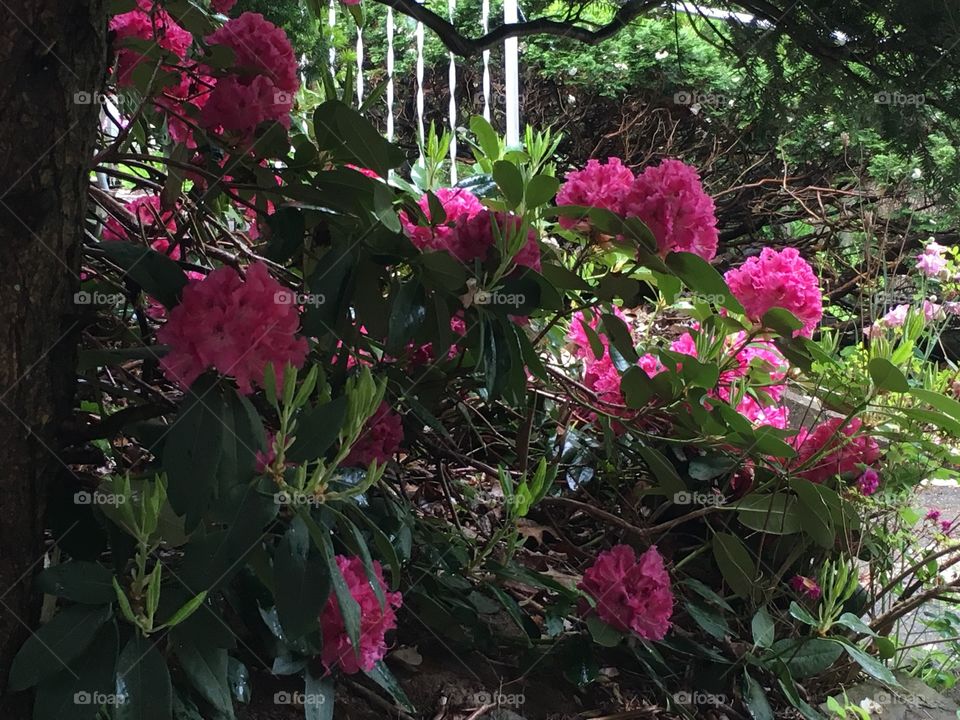 Rhodendron in rain