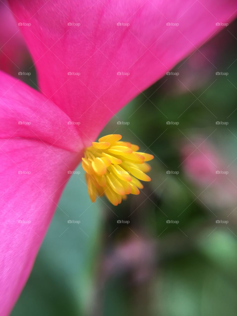 Begonia closeup