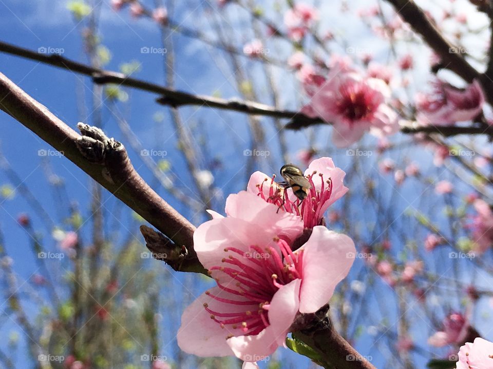 Busy bee atop the stamen of an apricot blossom