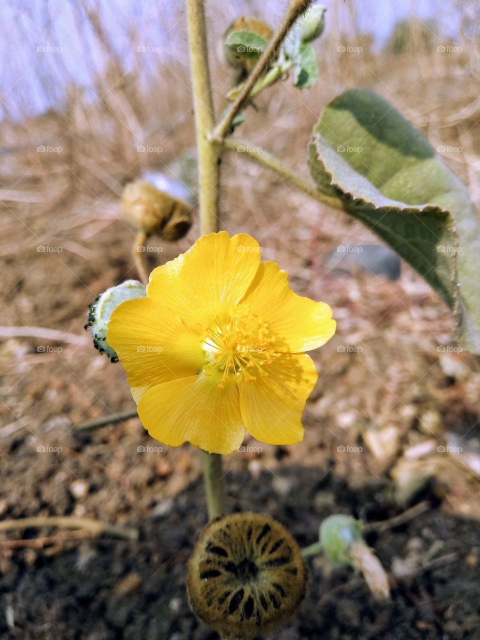 supper flower clik pic