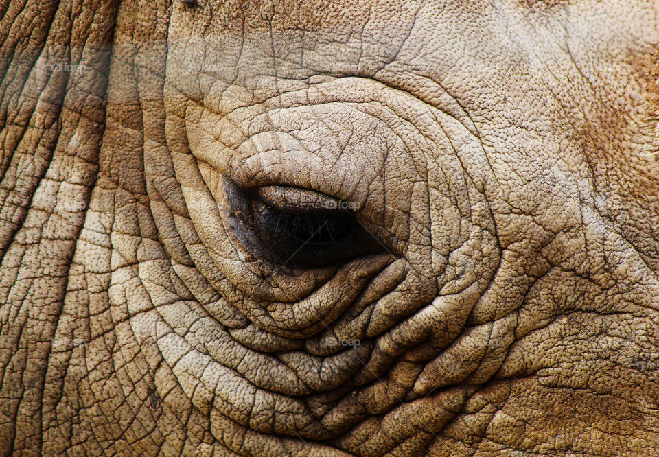 Extreme close-up of a elephant