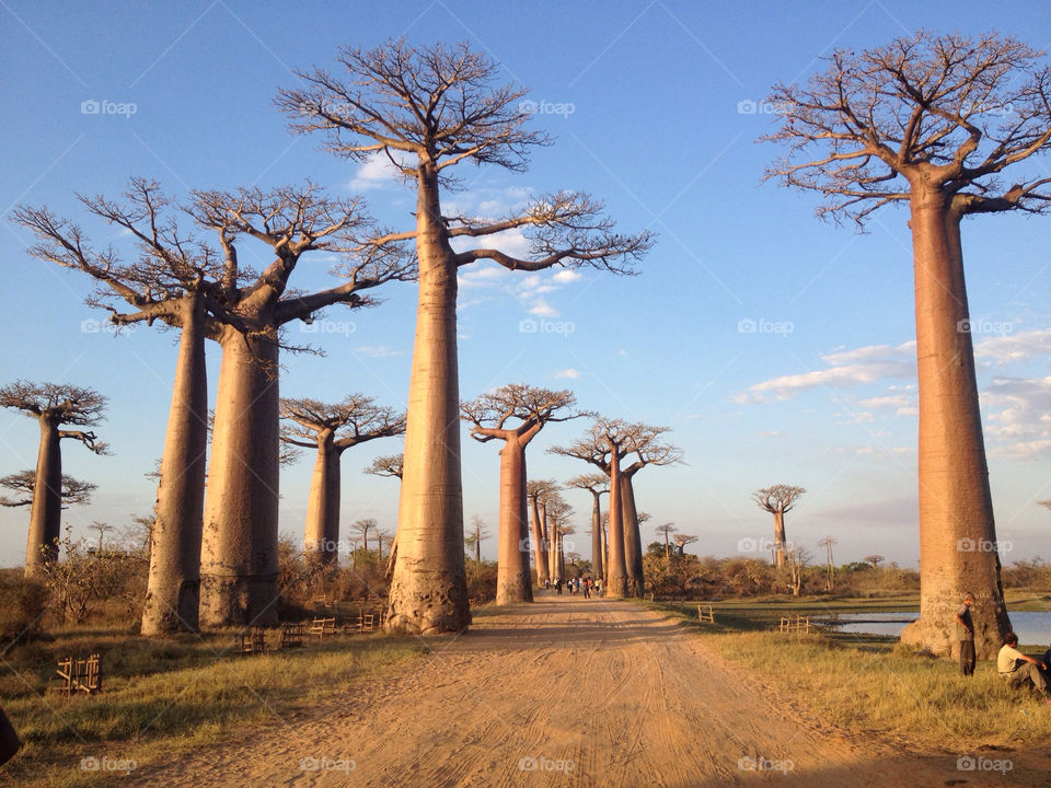 madagascar allée allées des baobabs avenue of the baobabs by JeremyC