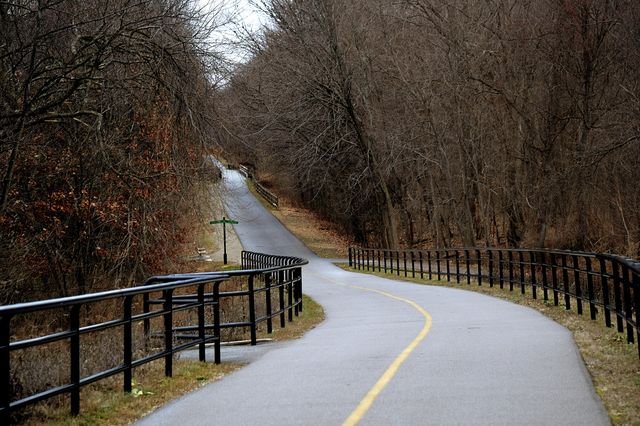 Empty road through forest