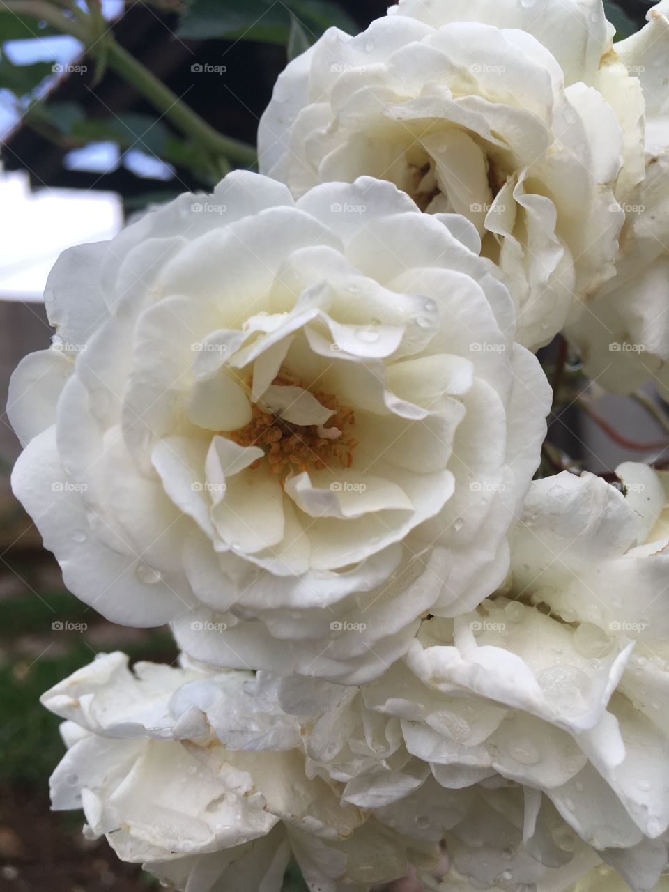 🌼#Flores do nosso #jardim, para alegrar e embelezar nosso dia!
#Jardinagem é nosso #hobby.
🌹
#flor #flowers #flower #pétalas #garden #natureza #nature #flora