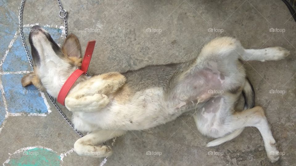 funny dog playing with flooring