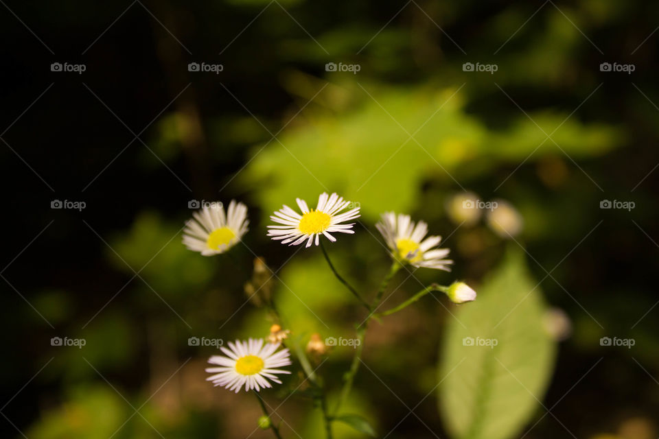 Nature, No Person, Flower, Flora, Leaf