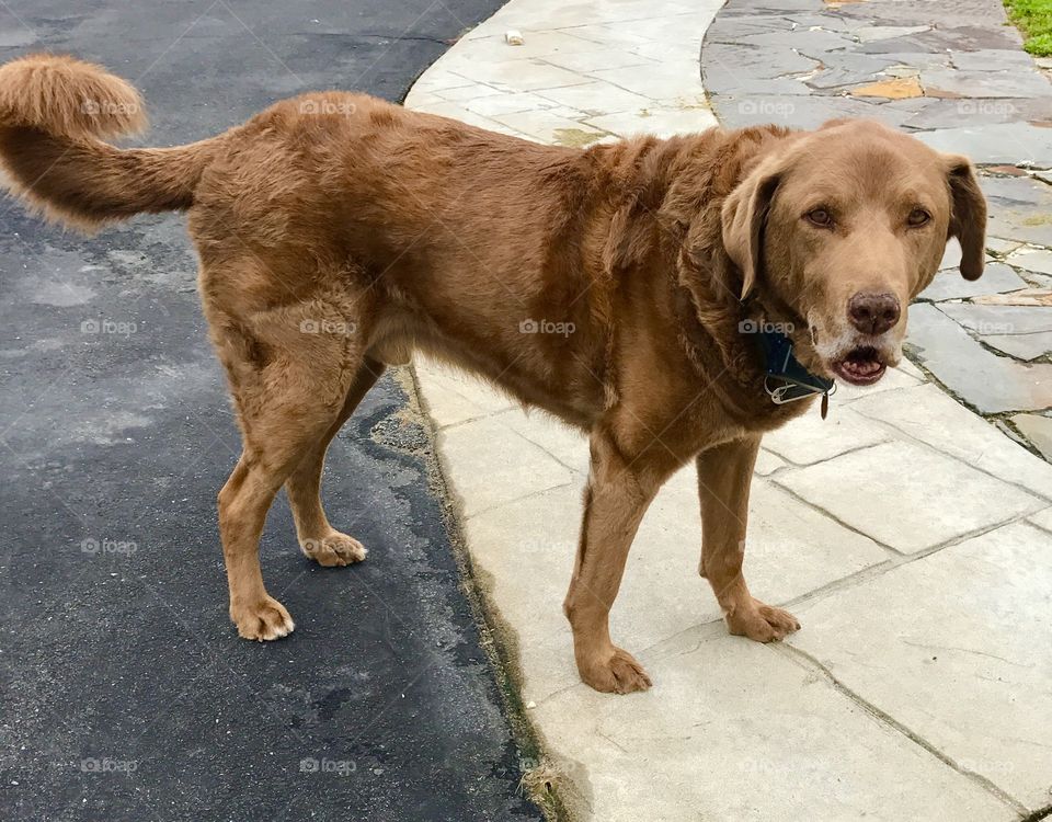 Dog on Patio