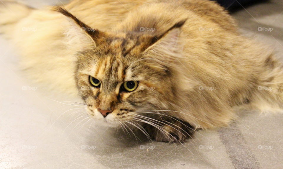 Fluffy norwegian forest cat