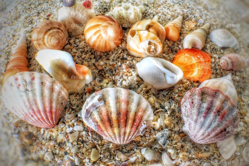Seashells