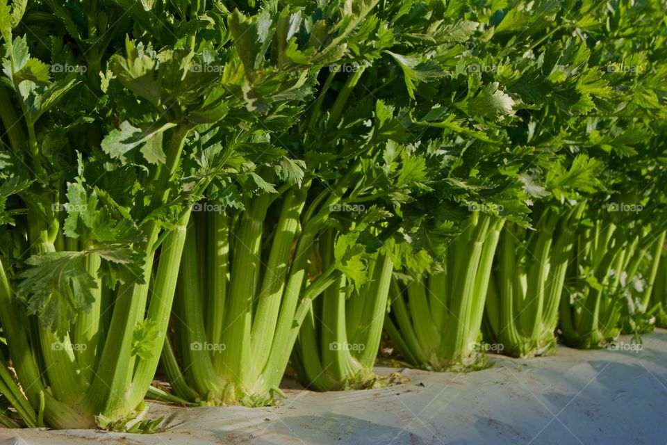 Celery profile 
