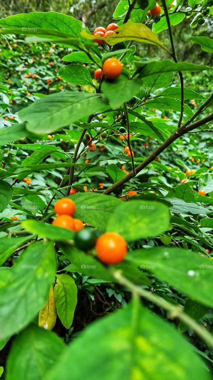 berries growing in the forest