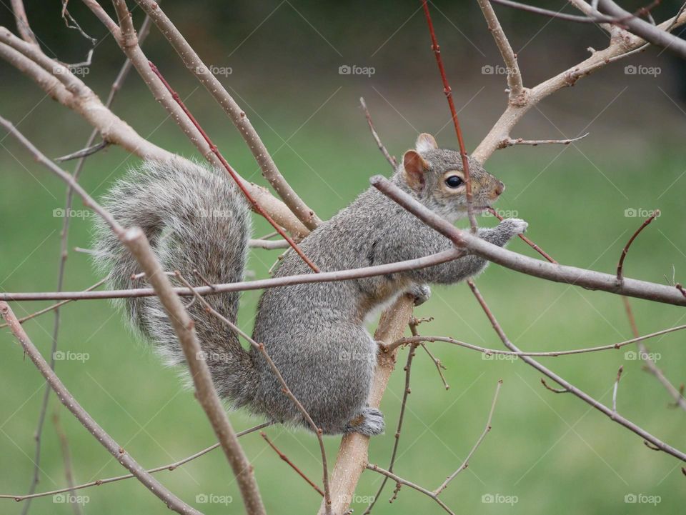 A squirrel holds onto his snack. 