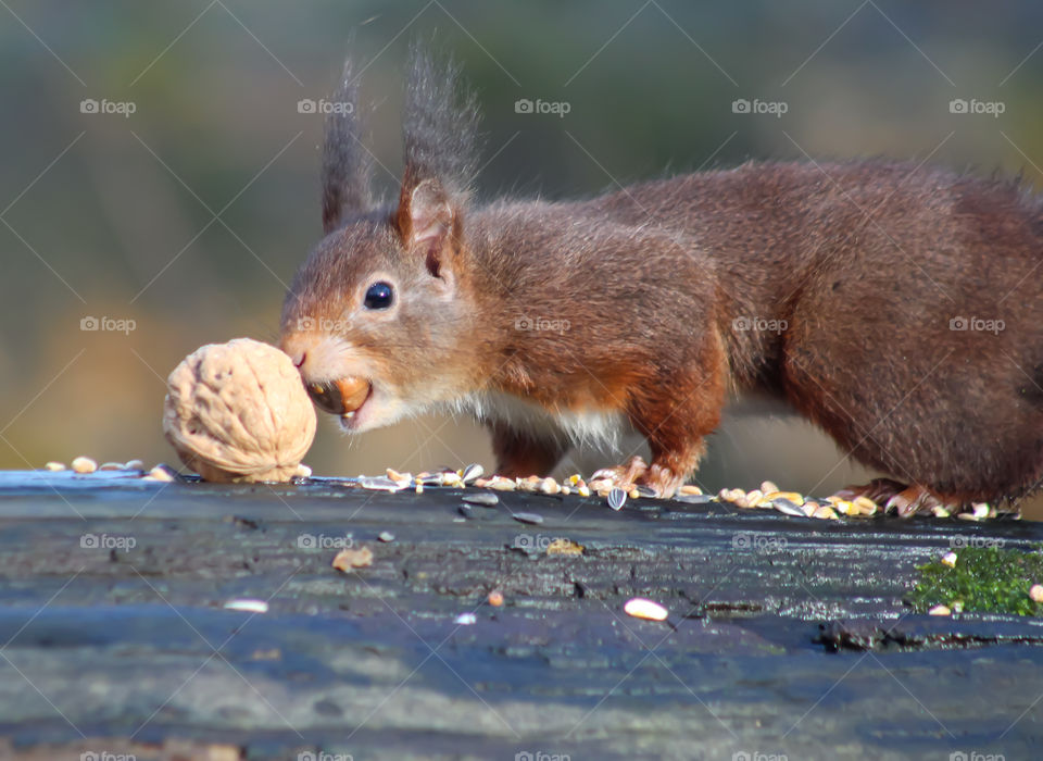 Squirrel, wrong nut choice?